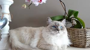 Uzun Tuylu Kedi Turleri Hakkinda Bilgiler Petburada Com