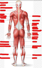 Located toward the front of the body, is Anatomy Of Muscles In Human Body Back Side Jaden Brescia Diagram Quizlet