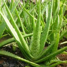 Dosage cependant, l'aloe vera appartient maintenant à sa propre famille botanique, appelée aloaceae, à la vue et reconnaissance de ses caractéristiques. Aloe Vera Barbadensis Miller Vente En Ligne De Plants De Aloe Vera Barbadensis Miller Pas Cher Leaderplant