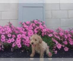 These playful mini aussiedoodle puppies are a mix between the australian shepherd and mini poodle. View Ad Aussiedoodle Poodle Miniature Mix Puppy For Sale Near Ohio Fredericksbg Usa Adn 214336