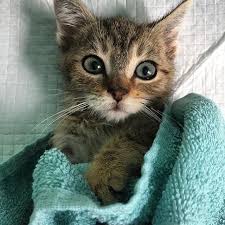 Senpai Knows Cute Animals Kittens Cutest Cute Animal Pictures