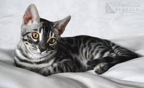 F4 brown bengal cat with big round green eyes. Charcoal Bengal Cats Kittens For Sale Wild Sweet Bengals