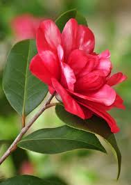 Dsc 0799a Amazing Flowers Camellia Flower Flower Aesthetic