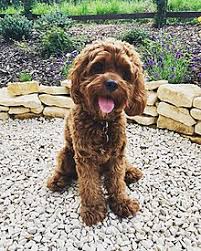 Cockapoo Wikipedia