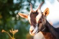 Historical Background of Alpine Goats - Backyard Goats