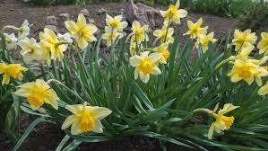 Maybe you would like to learn more about one of these? How To Grow And Care For Jonquils Bunnings New Zealand