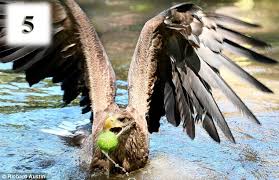 Image result for eagle holding a stone on her beak