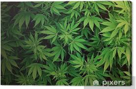 It nourishes grass, kills most common broad leaved weeds and controls moss. Leinwandbild Weed Wallpaper Pixers Wir Leben Um Zu Verandern