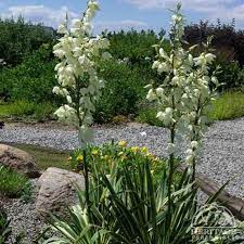 Yucca Yucca Filamentosa Bright Edge Full Sun Tolerates Multiple Soil Types And Dry Areas Evergreen Yucca Filamentosa Plants Yucca