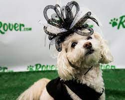 These Fabulous Dogs Are Ready For The Kentucky Derby In 2021 Kentucky Derby Kentucky Derby Hats Kentucky Derby Fashion