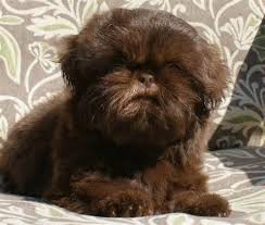 Shih Tzu Dog Black And Brown The Chinese Imperial Dog Is A Small Breed Of Dog With A Wrinkly Short Muzzled Face And Curled Tail Affenpinscher Puppy Chinese Imperial Dog Brown Shih Tzu