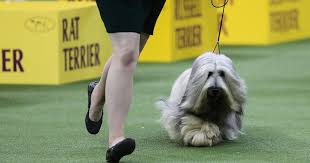 A name beginning with c suggests someone who has strong instincts and courage. The Most Popular Dog Names Ranked Cbs News