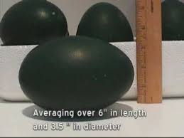 Since 1980 floeck's country ostrich farm has prided itself in being the 1st of its kind here in the west. Emu Egg Facts Size And Weight Youtube