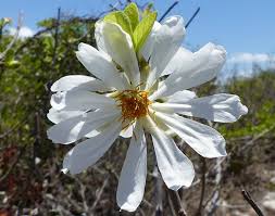 Image result for Xylotheca tettensis