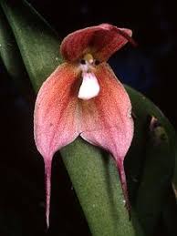 Dracula trichroma - Wikipedia