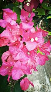 Paper pink roses in 3d illustration, top view. The Classification And Morphology Of Paper Flowers That Are So Beneficial To Our Lives Steemit