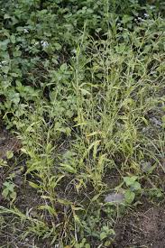 Image result for Hackelochloa