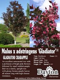 So, what makes a crabapple tree different from other apple varieties? Malus X Adstringens Gladiator Flowering Crabapple An Excellent Ornamental Tree With A Pro Flowering Crabapple Foundation Planting Plans Foundation Garden