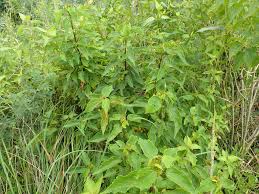 Image result for Triumfetta pilosa