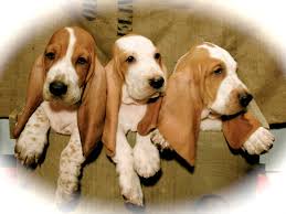 The basset is a scent hound that was originally bred for the purpose of hunting hare. Penny S Basset Hounds In Houston Tx Posts Facebook