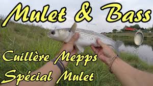 Peche Du Mulet Avec Laurie A La Cuillere Mepps Suissex Special Mulet Youtube