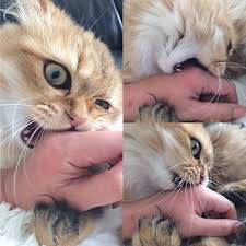 ラボちゃーーーーん ママかわいそうじゃん ಗdಗ なんでいつも噛むの 泣 チンチラゴールデン ペルシャ ペルシャ猫 もふもふ ふさふさ 凶暴猫 愛猫 美猫 仔猫 cat catstagram kitty cute cats animals