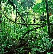 Where does the rainforest derive its energy? Rainforest Wikipedia