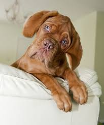 Mr Cute Funny Dog Pictures Dogs Cute Dogs