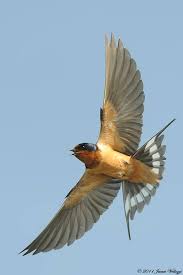 Fantastic Image Of A Barn Swallow In Flight By James Vellozzi Barn Swallow Beautiful Birds Pet Birds