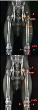 If you take something specific as your point of reference: Scielo Brasil Measurements Of Femoral Angles Femur Length And Hip Width In Cat Radiographs Measurements Of Femoral Angles Femur Length And Hip Width In Cat Radiographs