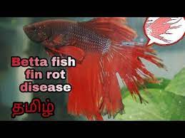 Featuring bright colors and elegant, flowing fins if the fin or tail rot is in the earlier stages then the tank can be cleaned and aquarium salt can be added. About Betta Fish Fin Rot And Treatment In Tamil à®¤à®® à®´ Youtube