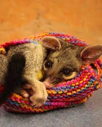 Tiny Injured Possum Gets A Pouch Knit Just For Him Animal Projects Animal Sewing Patterns Animals Beautiful