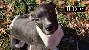 Apr 19, 2021 · it is only natural that our members & kennels want access to referrals & references to best place their greyhounds in groups that excel at greyhound adoption in the united states. 5 Adoptions At Spca Cincinnati Offered Until End Of December Wkrc