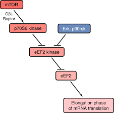 Messenger rna (mrna) is a large family of rna molecules that convey genetic information from dna to the ribosome, where they specify the amino. Mrna Translation Unexplored Territory In Renal Science American Society Of Nephrology
