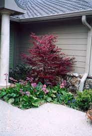 Japanese Maple Leaf Meaning Japanese Maple Tree Bloodgood Japanese Maple Japanese Maple
