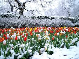 Dallas Arboretum Tulips Caught In A Late Winter Snow Snow Garden Winter Dallas Arboretum Arboretum Late Winter