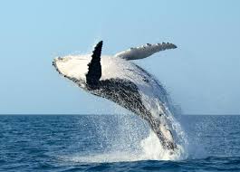 O lingura cati ml are? Moustached Balena Fotografie Cati Dinti Are O Balena