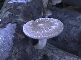 Image result for Lentinus edodes