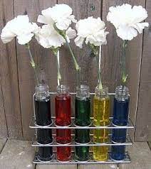 Carnation Science Experiment Rainbows Science Experiments Kids Cool Science Experiments Science Experiments