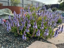 Image result for Coleus neochilus