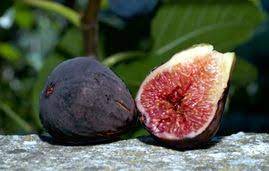 Other ways to obtain fig trees is to plant root suckers from other trees or obtain divisions or cuttings from mature plants. Tennessee Mountain Fig Tree Might Grow In Mi Fig Tree Mediterranean Landscaping Garden Trees