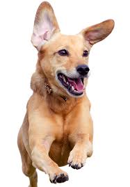 Goha, a long island city jindo dog was adopted! Best Doggy Day Care In Long Island City Dog Island City Lic New York