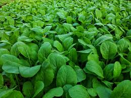 Costly damages can then be avoided. How To Grow Delicious Mustard Greens In Your Garden