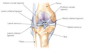 One on the outer aspect of the distal part of the humerus or proximal to the lateral condyle of the femur. Resolve Your Knee Pain By Addressing Its Alignment Msk Neurology