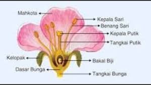 Jika ingin melihat bijinya bisa ditemukan di dalam buah berbentuk kapsul berbilik lima. 86 Gambar Bunga Kembang Sepatu Beserta Keterangannya Gambar Pixabay