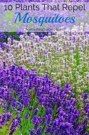 We did not find results for: 10 Plants That Repel Mosquitoes Mosquito Repelling Plants Easy To Grow Flowers Plants