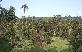 Image result for Oldfieldia dactylophylla