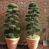 Find the right size of boxwood balls. 1
