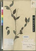 Image result for Chaetocarpus