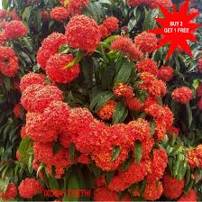Image result for Ixora seretii